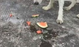 小狗吃瓜好吗