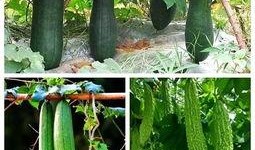 吃瓜遇到高手了