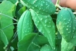 东北和台北吃瓜,两地吃瓜文化的碰撞与交融