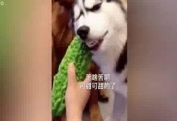 二哈吃瓜视频,萌态十足，网友直呼“太可爱了！”