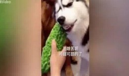 二哈吃瓜视频,萌态十足，网友直呼“太可爱了！”