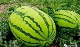 钟洁儿吃瓜,揭秘娱乐圈幕后真相