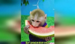 猴子吃瓜动画,一场欢乐的夏日食瓜盛宴