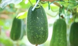 都说吃瓜到底是什么瓜