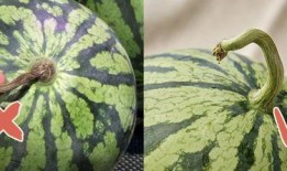 香港队员在线吃瓜,网络互动展现团队风采