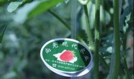 吃瓜保甜密码,揭秘瓜界甜蜜秘诀