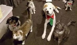 吃瓜看戏撸猫遛狗,吃瓜看戏，撸猫遛狗的悠闲时光