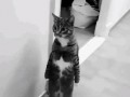 猫柠吃瓜,揭秘娱乐圈那些不为人知的幕后故事