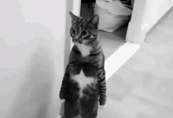 猫柠吃瓜,揭秘娱乐圈那些不为人知的幕后故事