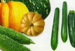 老芒瓜怎么吃,探索传统美食新境界