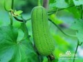 火瓜可以吃吗