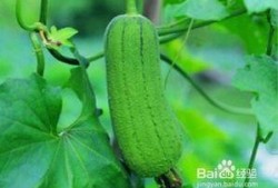 火瓜可以吃吗