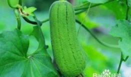 火瓜可以吃吗