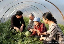 吃瓜老太爷,揭秘娱乐圈幕后风云