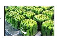 吃瓜需要煮多久