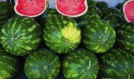 吃瓜保甜密码,揭秘瓜界甜蜜秘诀