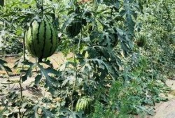 在北京吃瓜视频,揭秘北京街头巷尾的热辣视频风云