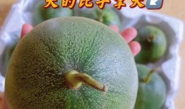 大辰吃瓜,揭秘娱乐圈幕后故事