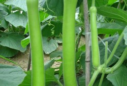 鹅吃瓜怎么吃,揭秘鹅的美食智慧