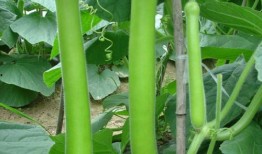 鹅吃瓜怎么吃,揭秘鹅的美食智慧