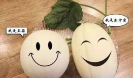 聪明的吃瓜,揭秘“聪明吃瓜”背后的智慧生活法则