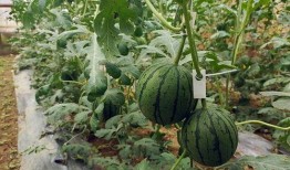 小助理吃瓜,揭秘娱乐圈那些不为人知的幕后故事