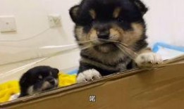 柴犬吃瓜视频,萌态十足，网友直呼“太可爱了！”