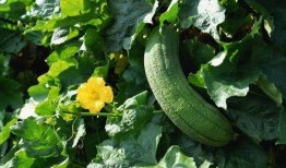 吃瓜络,网络热议背后的真相与趣味