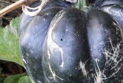 孩子吃方瓜好吗,孩子食用方瓜的益处分析