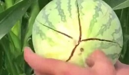 在路上怎么吃瓜,旅途中的美味瓜果时光