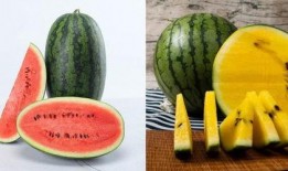 5x吃瓜,揭秘娱乐圈那些不为人知的幕后故事