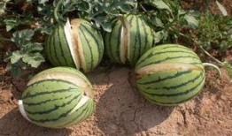 在沙漠边吃的瓜叫沙漠瓜