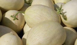 吃白兰瓜舌头出血,舌尖上的甜蜜与挑战