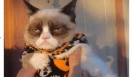 星星猫吃瓜基地