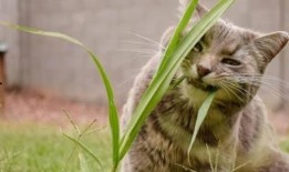 来大姨妈可以吃猫瓜草吗