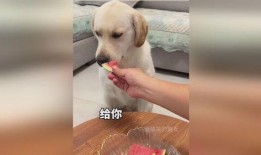 给狗子吃瓜图,狗子欢乐时光