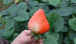 草莓妹妹吃瓜,草莓妹妹的甜蜜瓜趣之旅