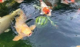 锦鲤可以吃瓜么,探究锦鲤能否享用美味瓜果的秘密