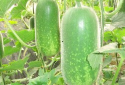 大东家花香吃瓜,一场别开生面的吃瓜盛宴