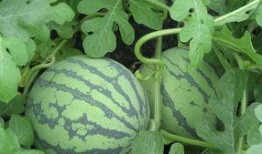 苏瓜孕妇可以吃,苏瓜孕妇的饮食选择与建议