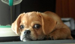 小孩吃瓜狗吃虫视频故事,小动物们的美食奇遇记