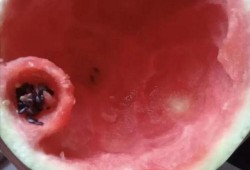 diy硬核吃瓜,揭秘幕后真相，畅享自制瓜果盛宴