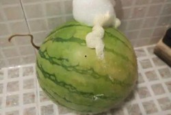 吃瓜少女吐泡泡视频,揭秘网络短视频的趣味魅力