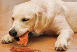 狗子趴窗边吃瓜