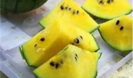 吃瓜红料,吃瓜红料背后的真相与内幕