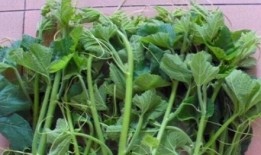 吃瓜叶南瓜苗,绿色健康的新兴蔬菜选择