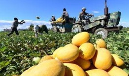 豆瓣 吃瓜画饼基地,揭秘网络热议背后的趣味与思考