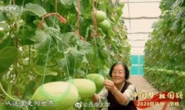 郑燕姿人前吃瓜,揭秘明星私下生活趣事