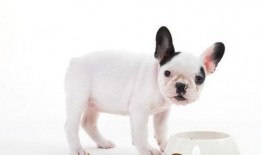 狗狗可以吃茄瓜,揭秘茄瓜的营养与美味