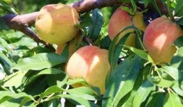 葡萄梨瓜能一起吃吗